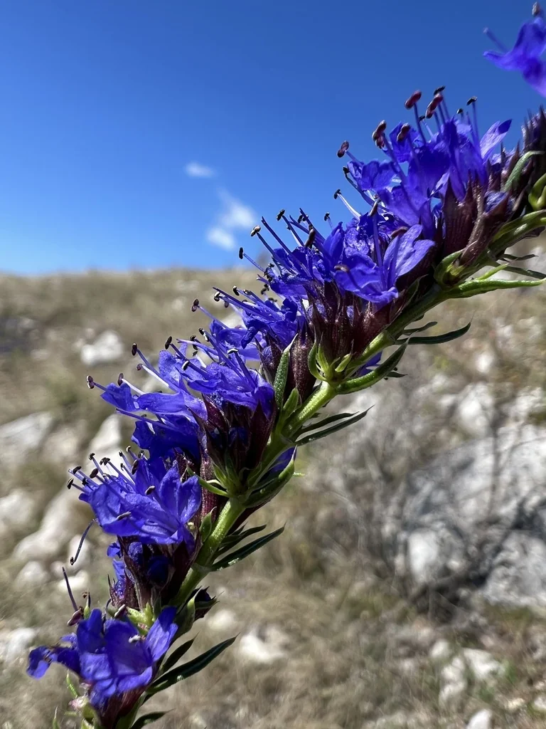 Hyssopus officinalis