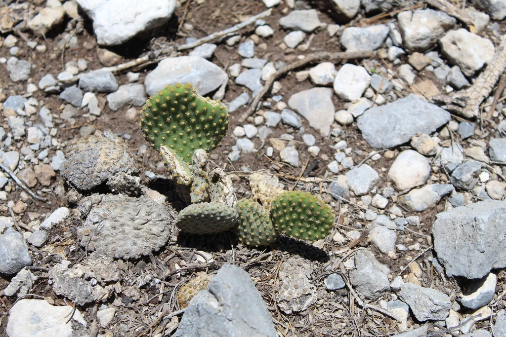 Opuntia Microdasys