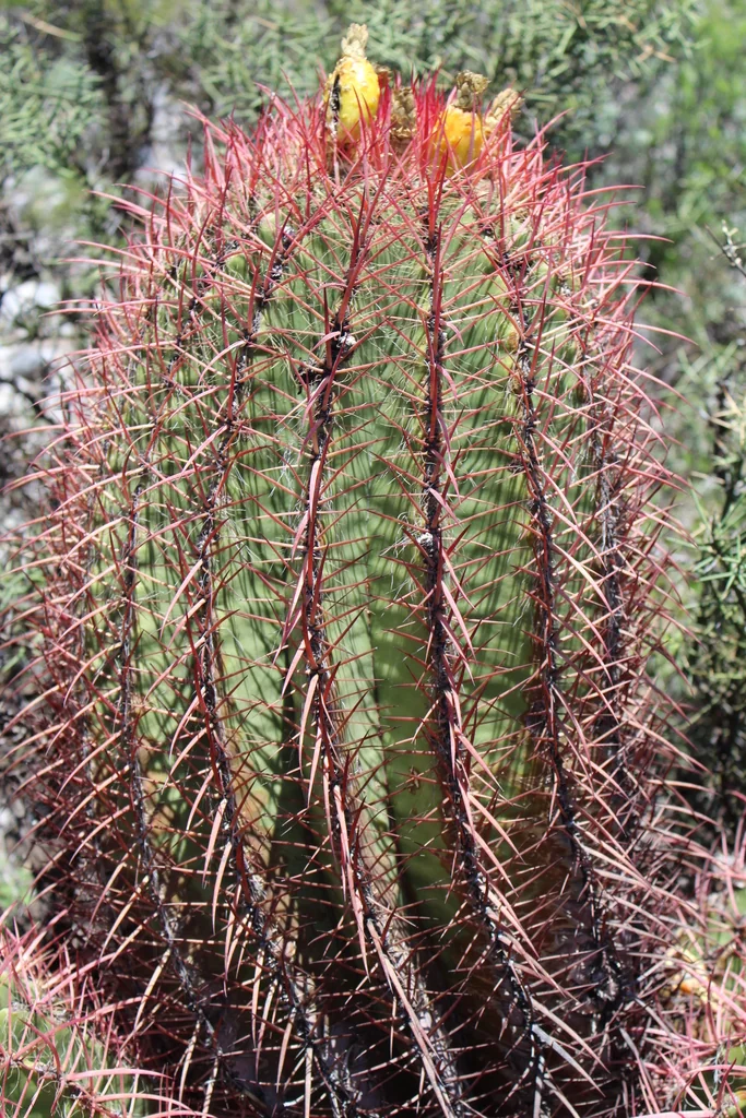 Ferocactus Pilosus