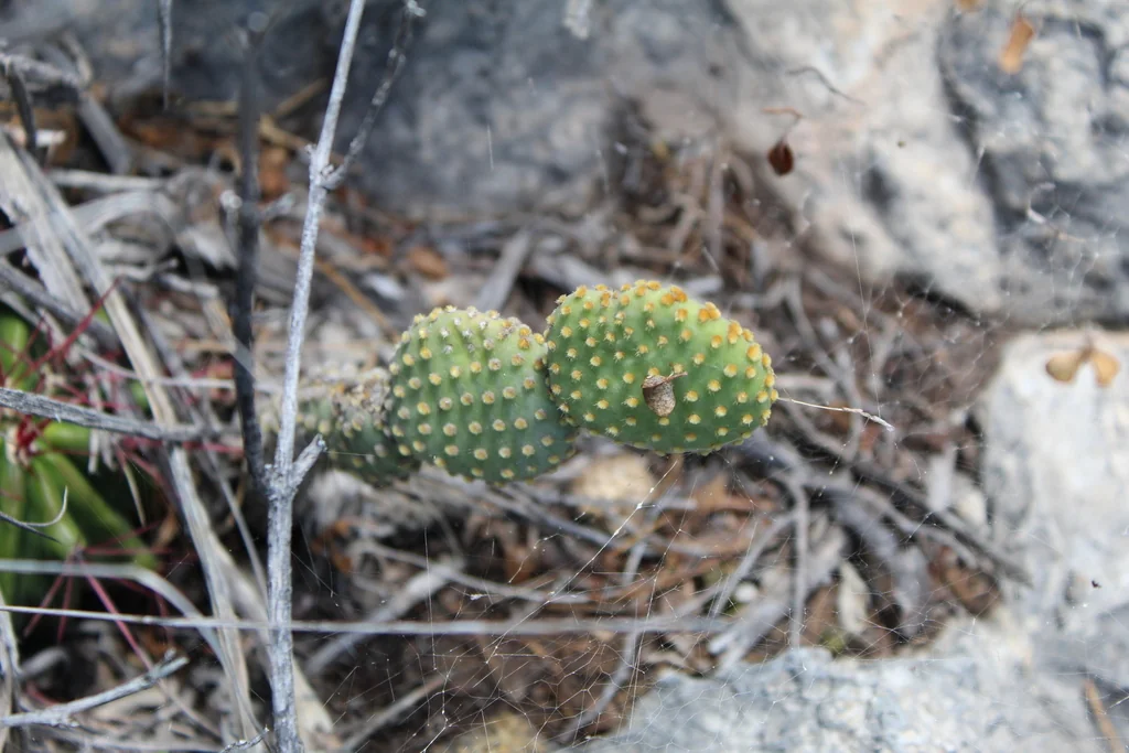 Opuntia Microdasys