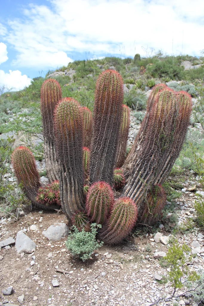 Ferocactus Pilosus