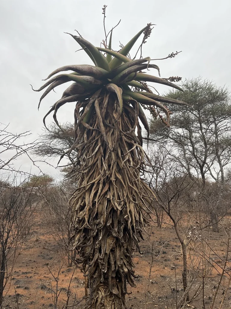 Aloe Marlothii