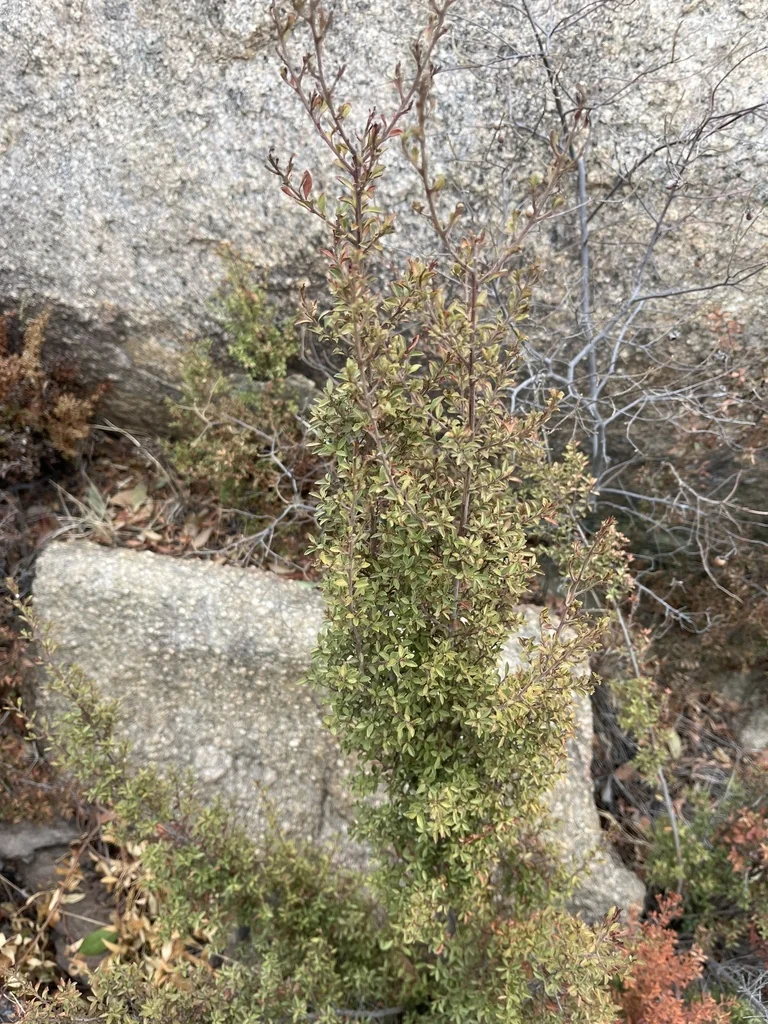 Myrsine Africana