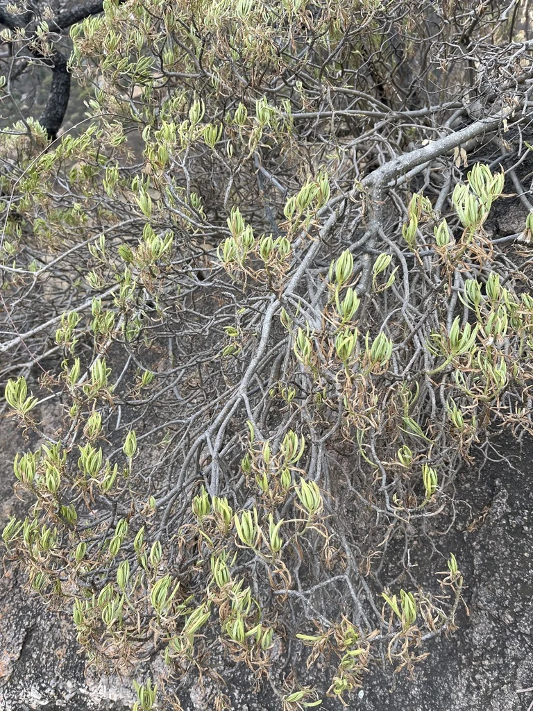 Senecio Barbertonicus