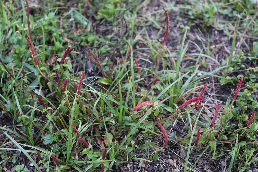 Acalypha Monostachya