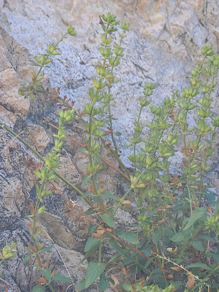 Stachys Coccinea