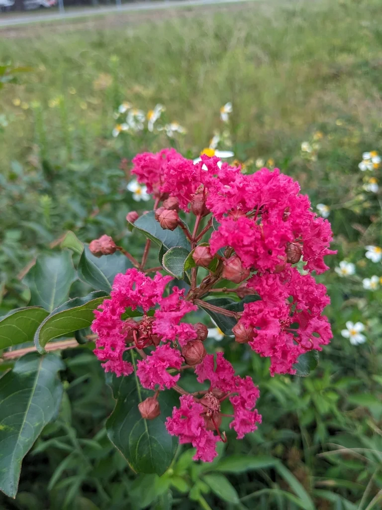 Lagerstroemia indica