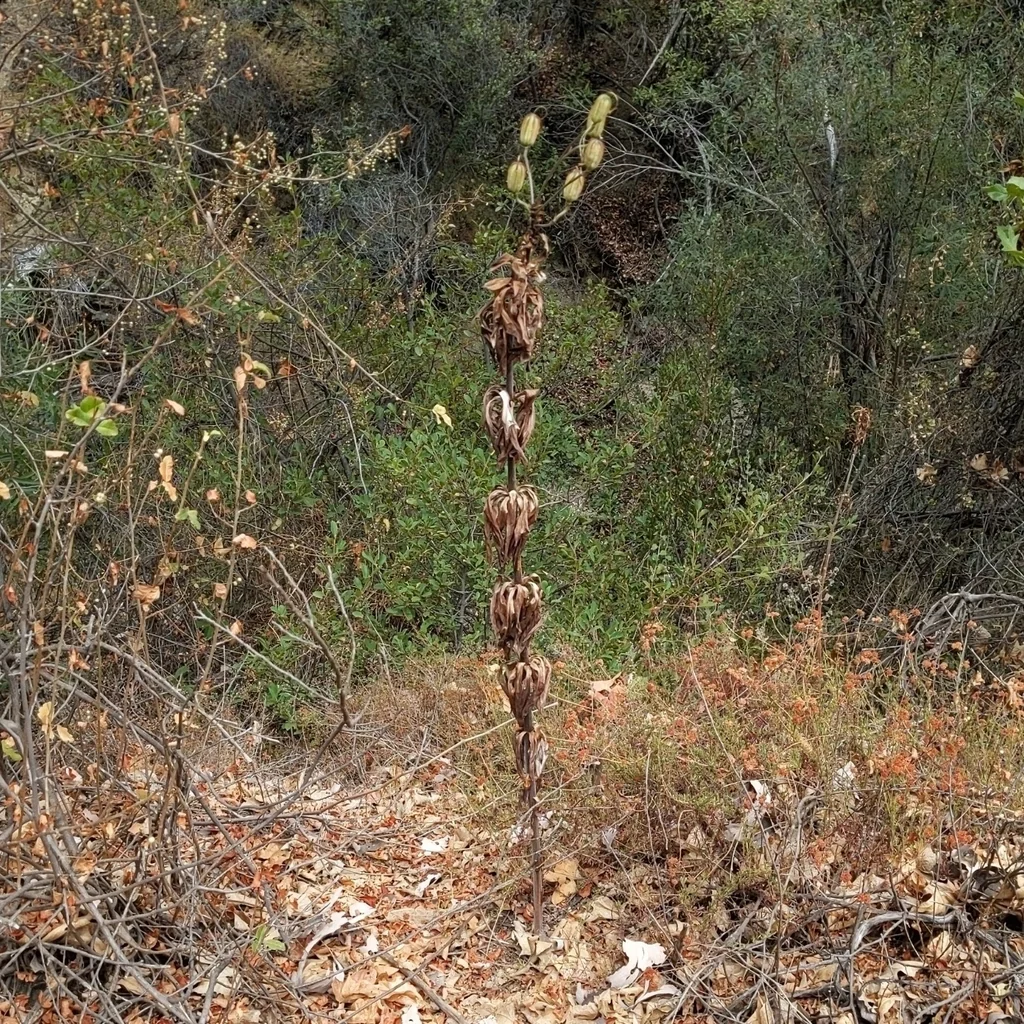 Lilium Humboldtii