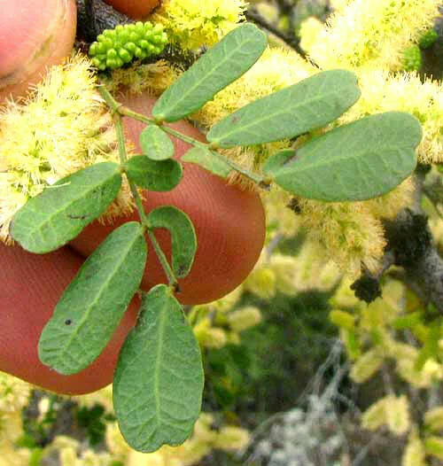 Acacia Rigidula