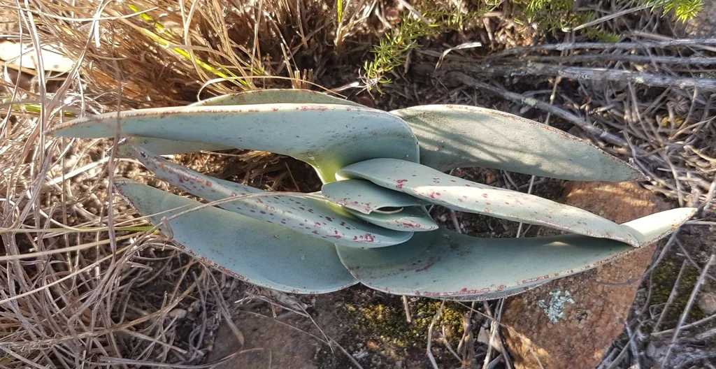 Crassula Falcata