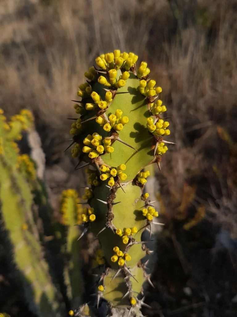 Euphorbia Coerulescens
