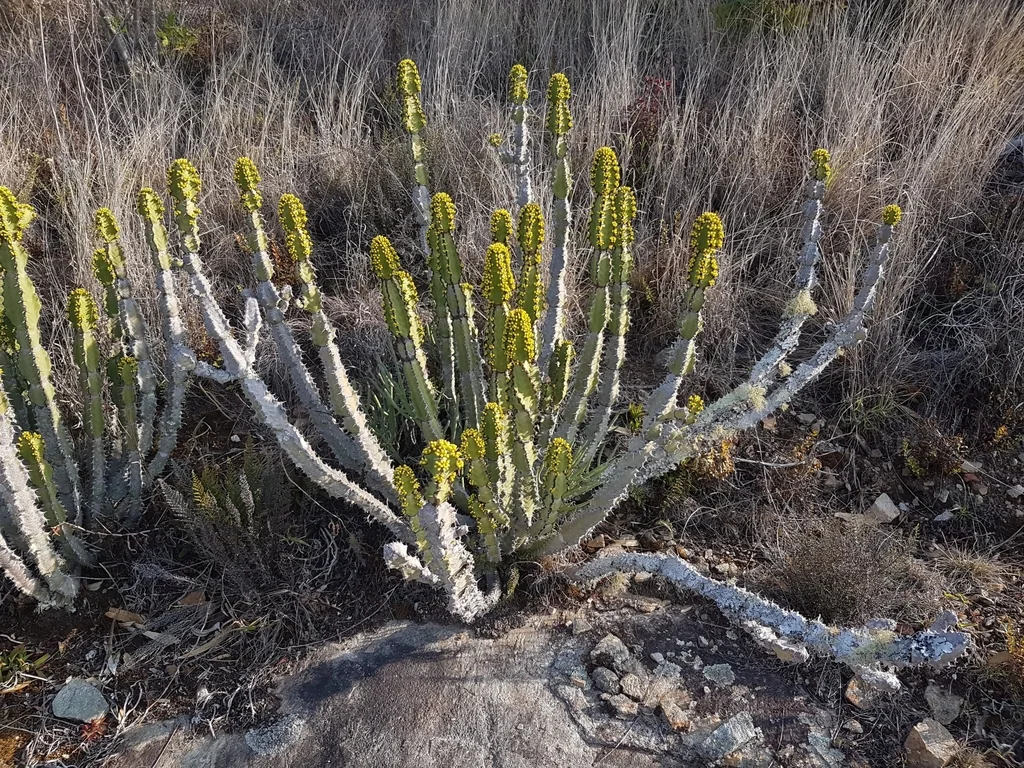 Euphorbia Coerulescens
