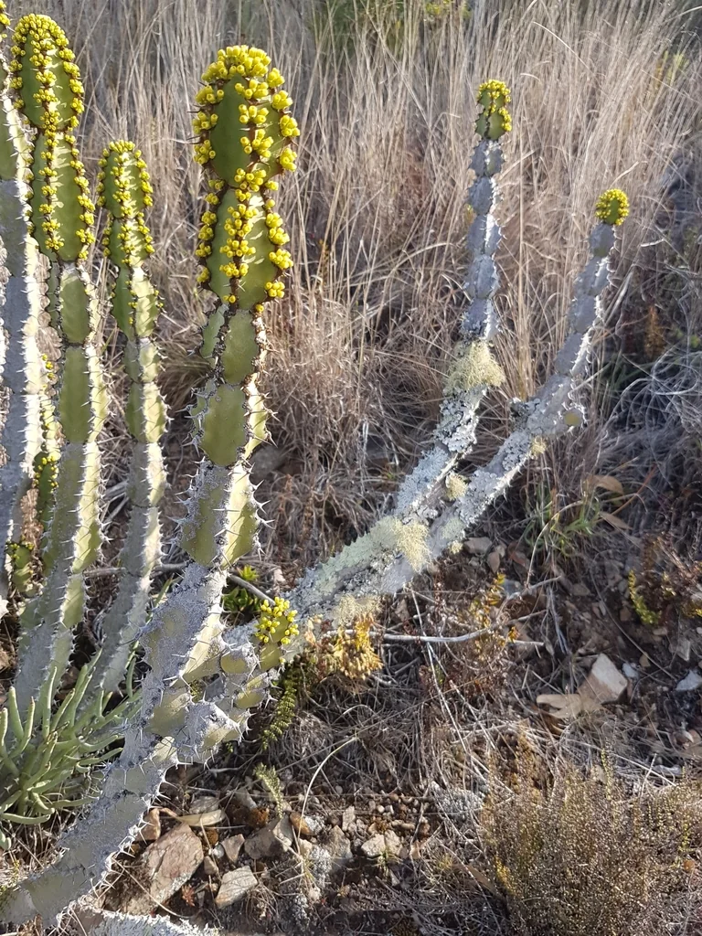 Euphorbia Coerulescens