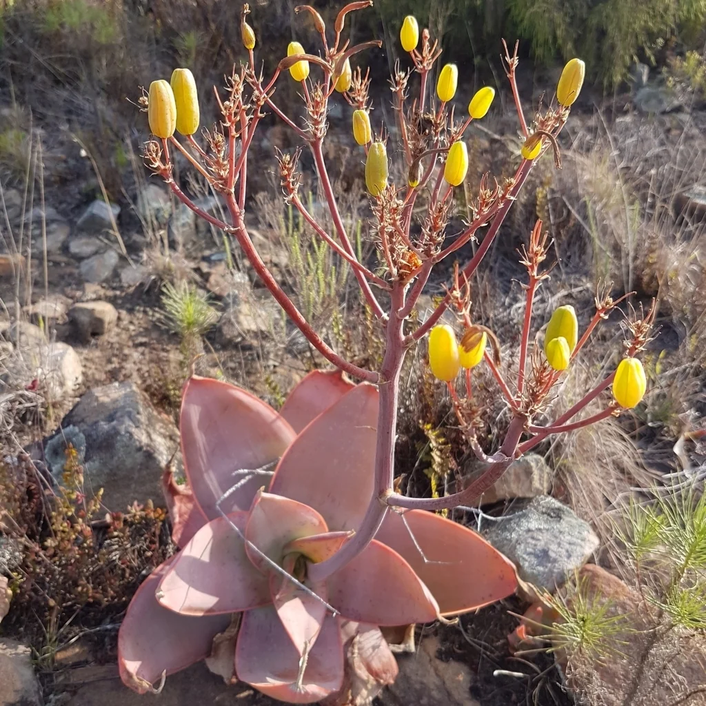 Aloe Striata