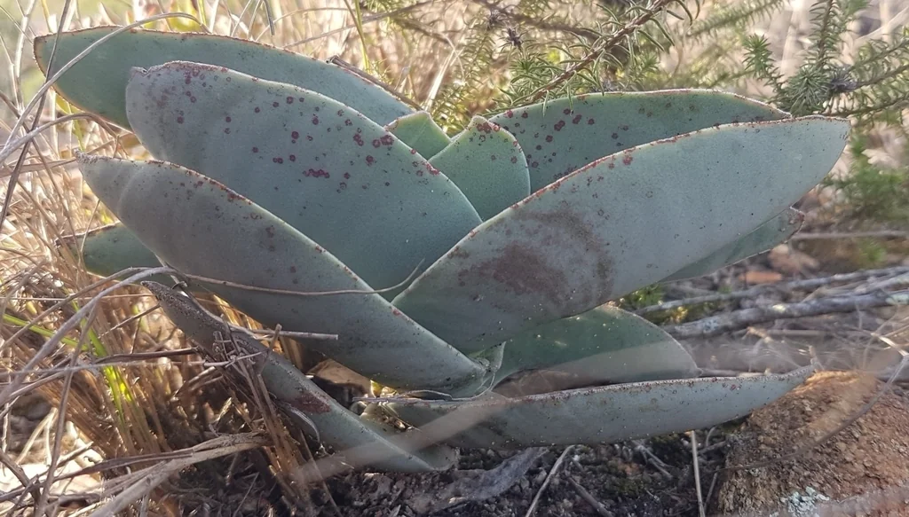 Crassula Falcata
