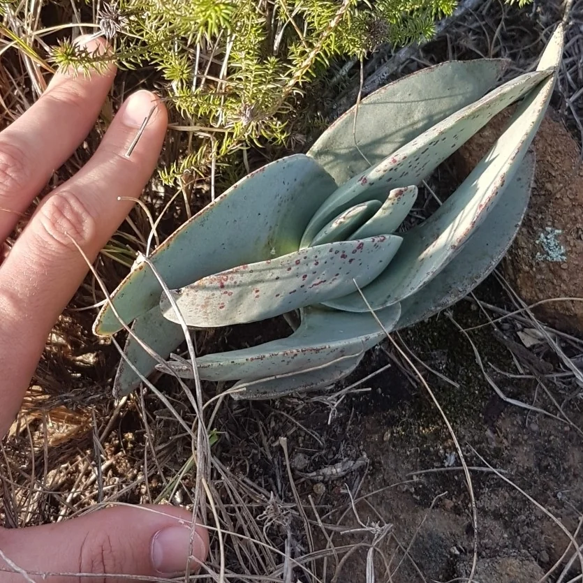 Crassula Falcata