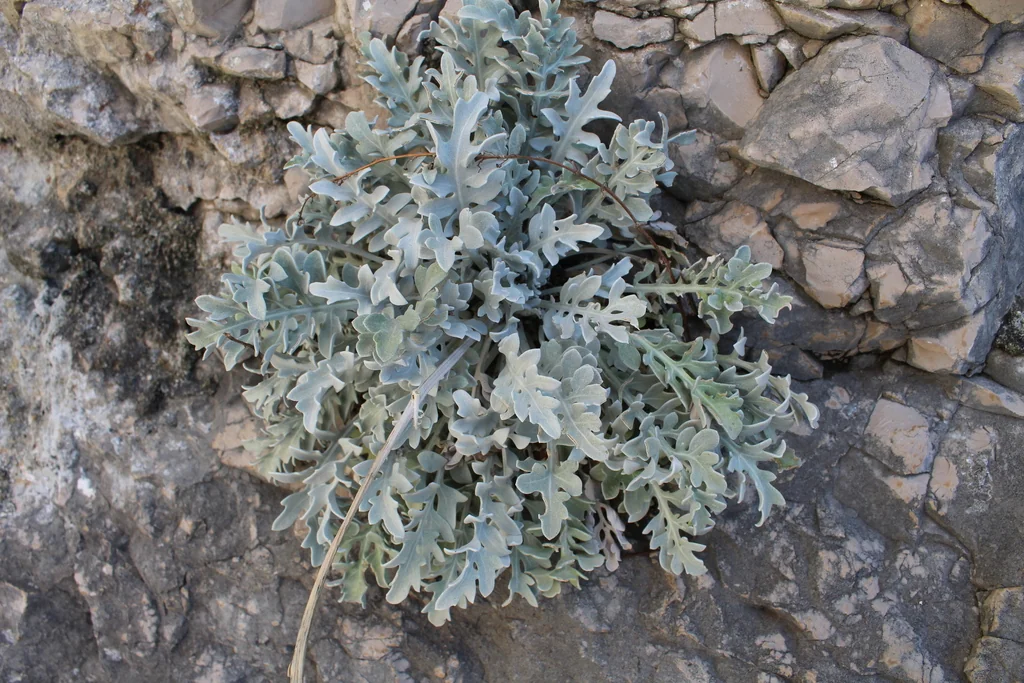 Centaurea Ragusina