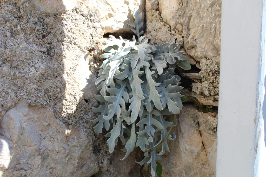 Centaurea Ragusina