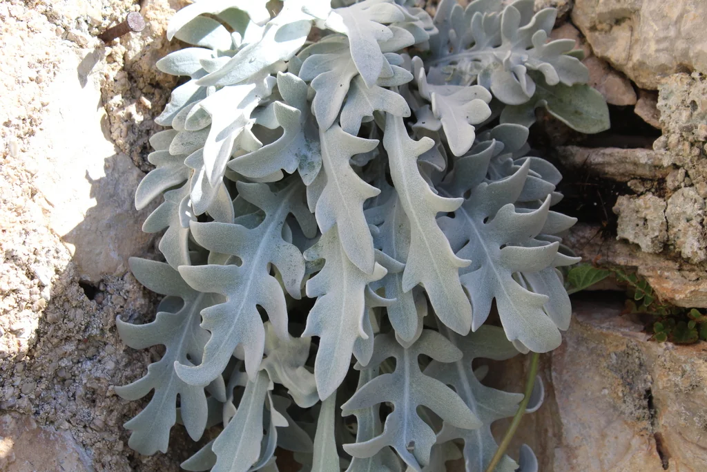 Centaurea Ragusina