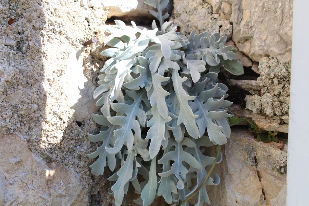 Centaurea Ragusina