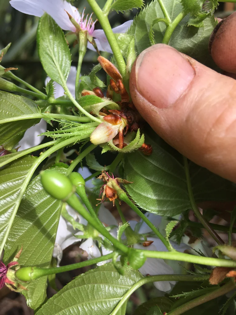 Prunus Serrulata