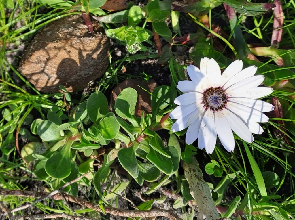 Osteospermum Fruticosum