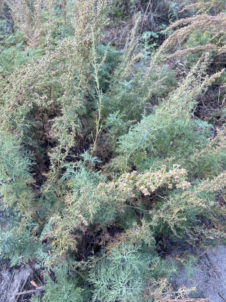 Artemisia Abrotanum