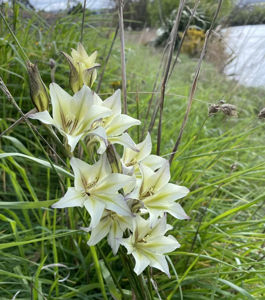 Gladiolus Tristis