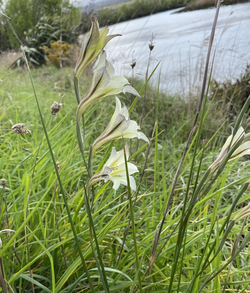 Gladiolus Tristis