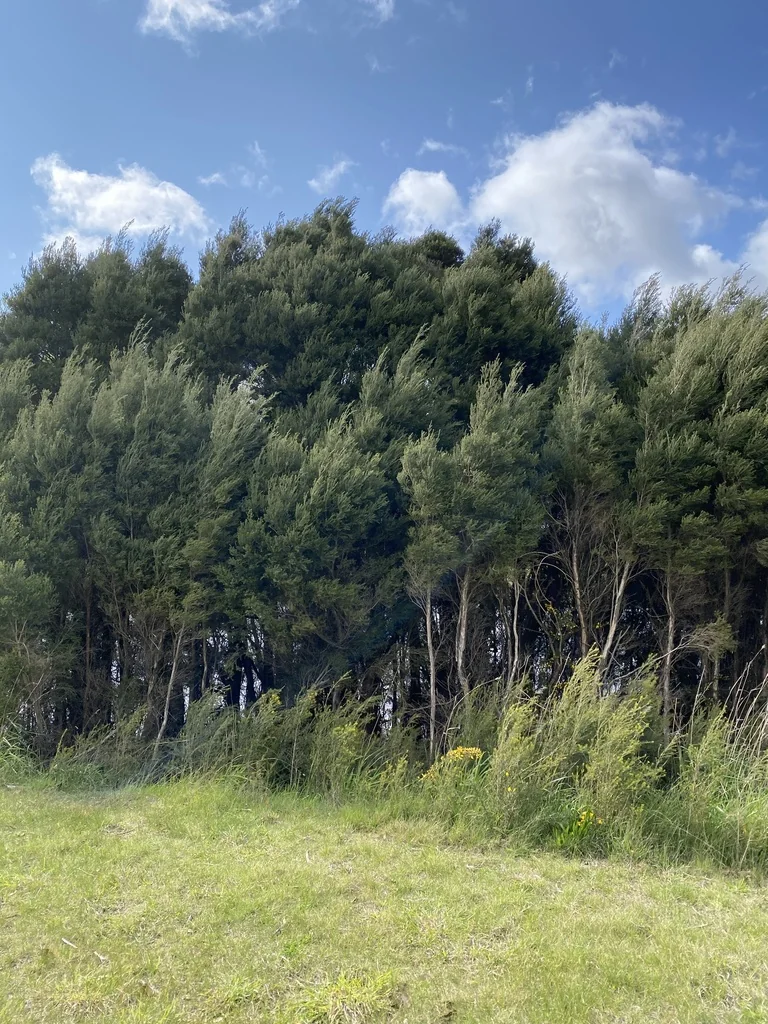 Melaleuca Ericifolia