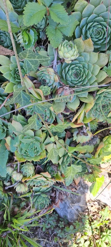 Sempervivum Tectorum
