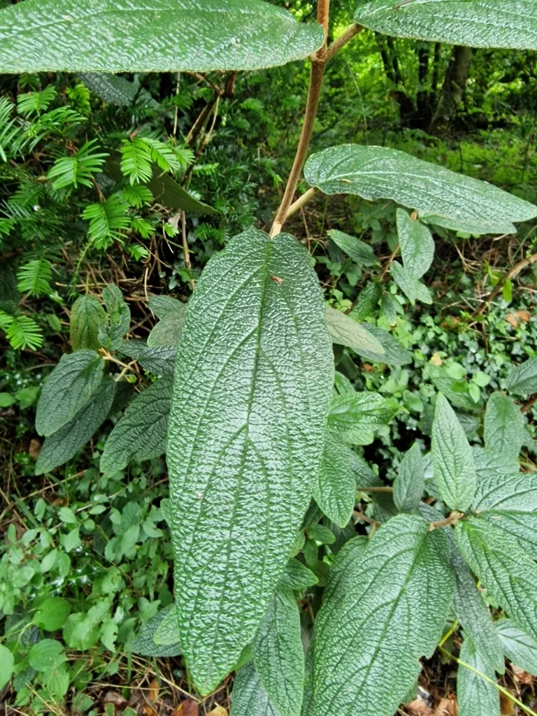Viburnum Rhytidophyllum