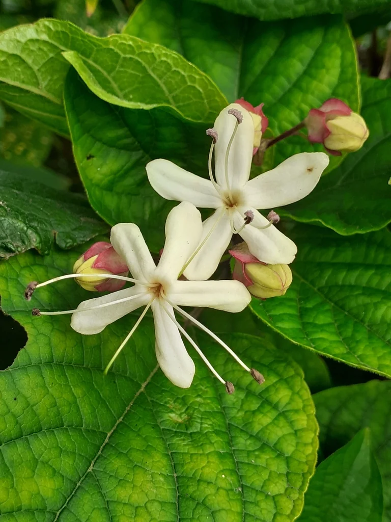 Clerodendrum Trichotomum