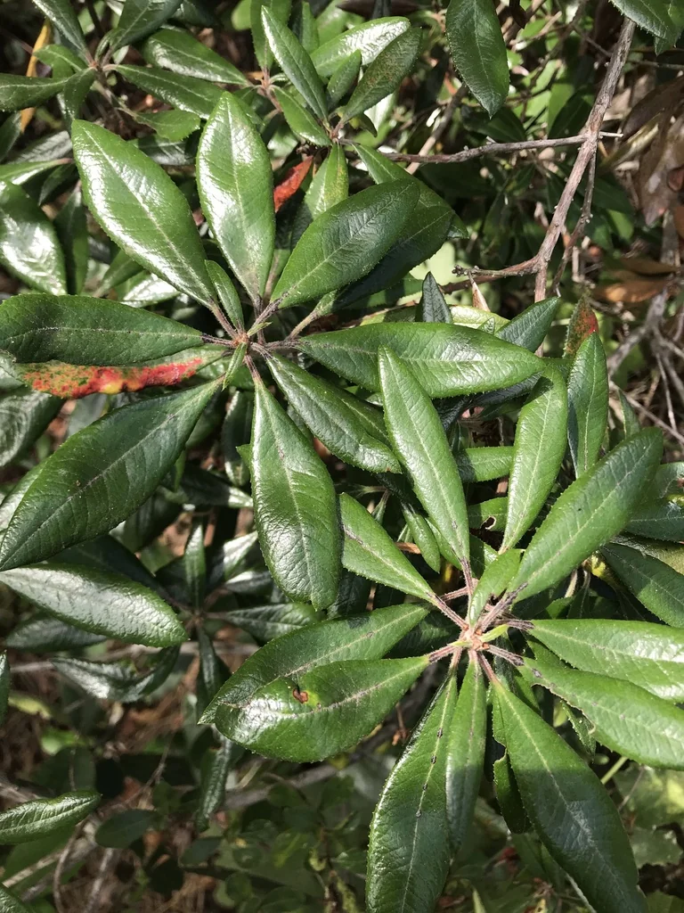 Comarostaphylis Diversifolia