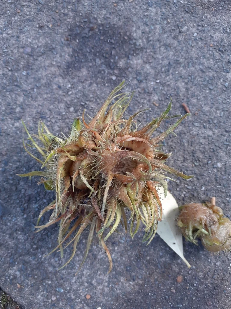 Corylus Colurna