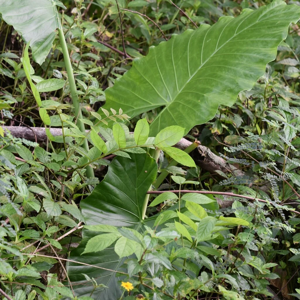 Alocasia plumbea
