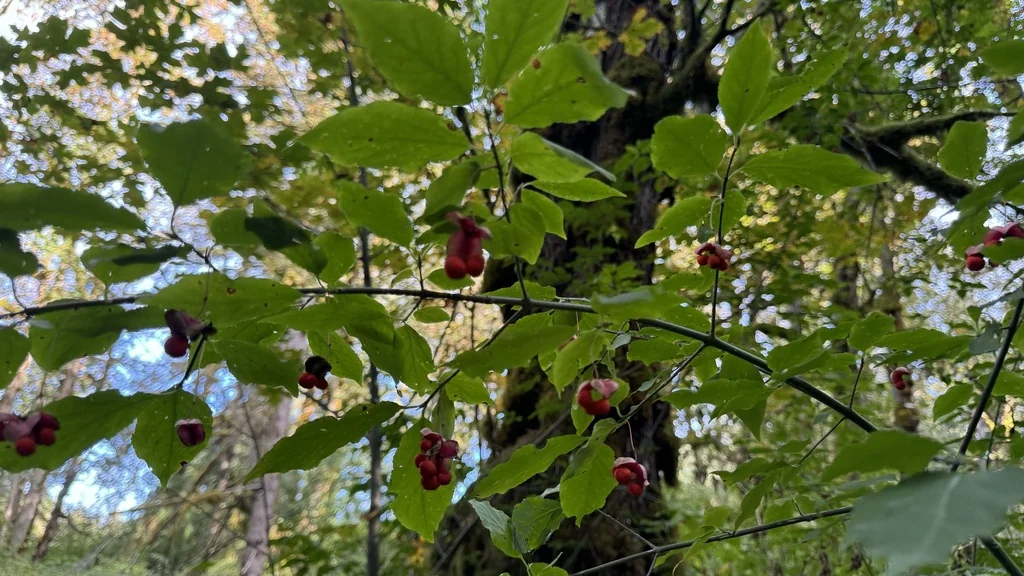 Euonymus Occidentalis