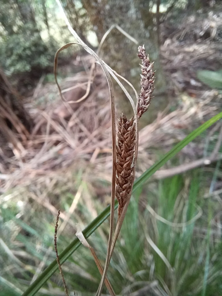 Carex Flagellifera