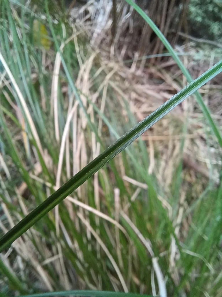 Carex Flagellifera