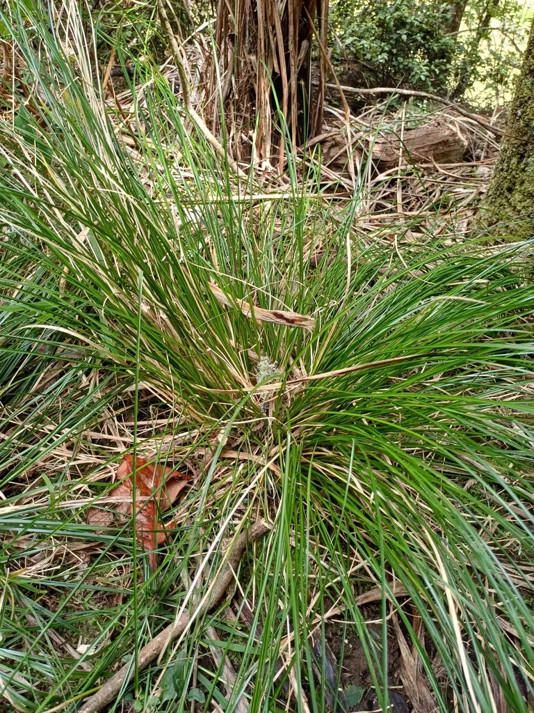 Carex Flagellifera