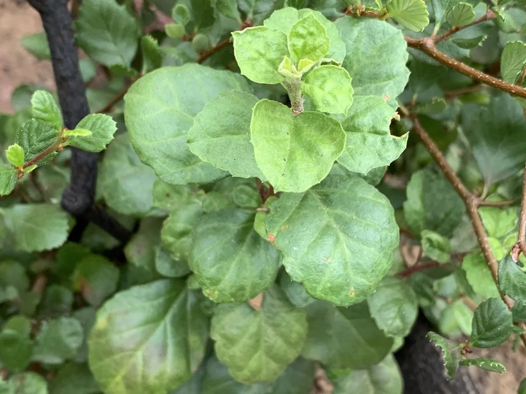 Ribes Viburnifolium