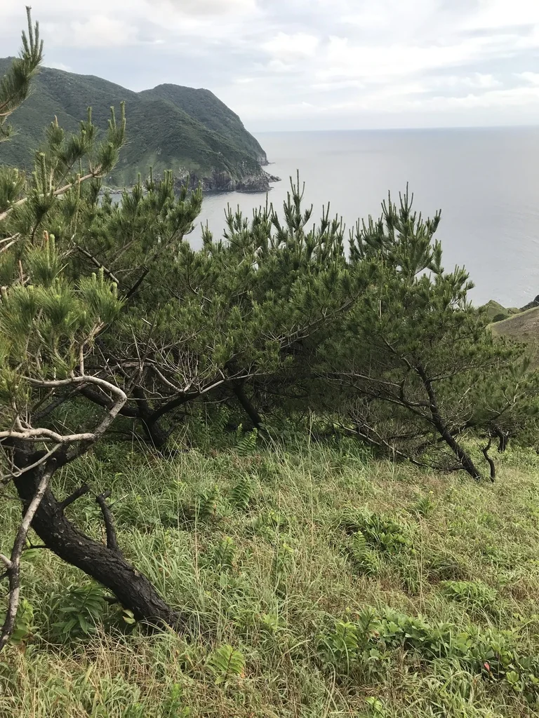 Pinus Thunbergii