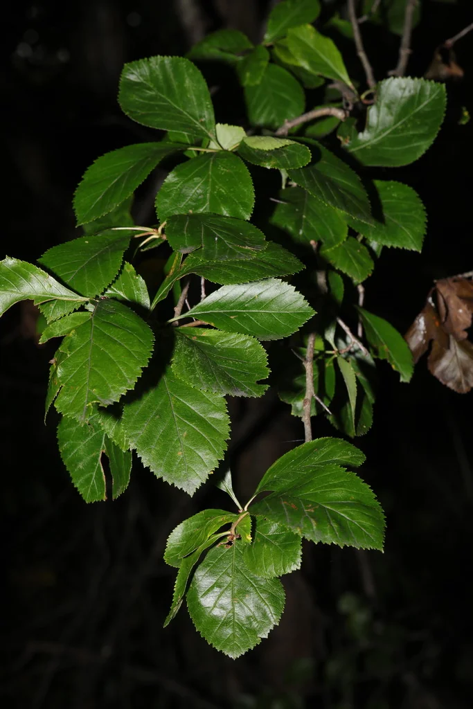Crataegus Crus-Galli