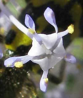 Ceanothus Integerrimus