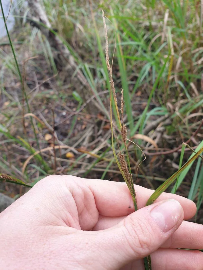 Carex Stricta