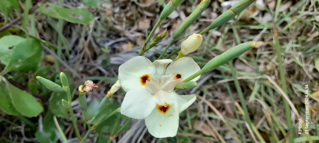 Dietes Bicolor