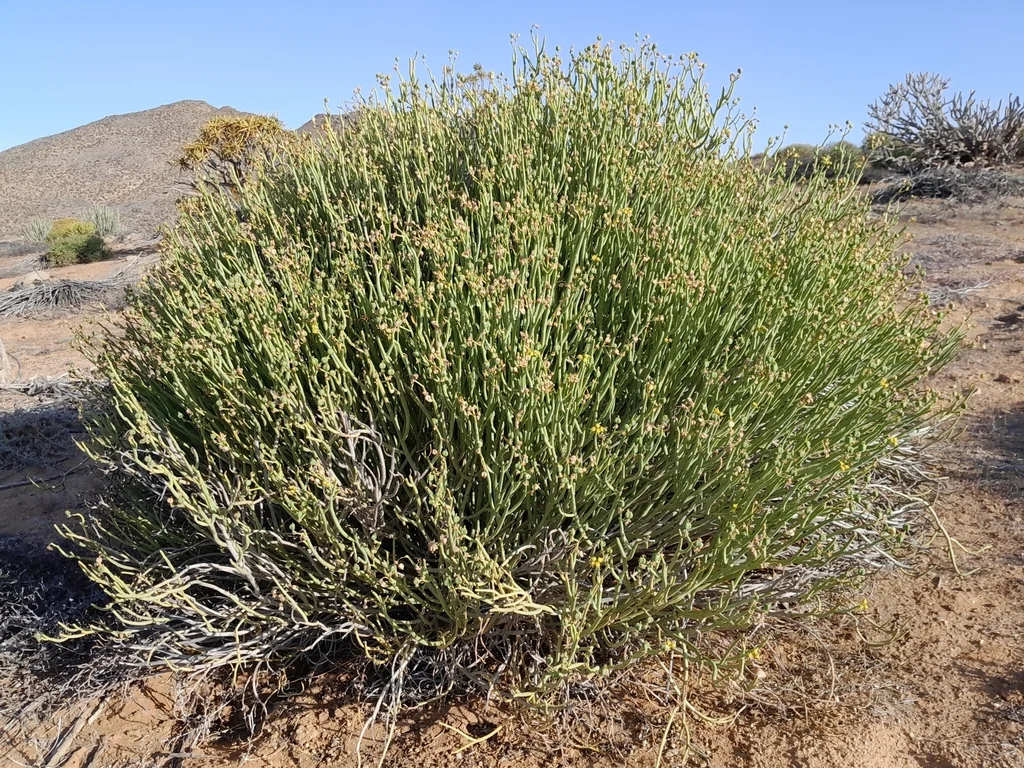 Euphorbia Mauritanica