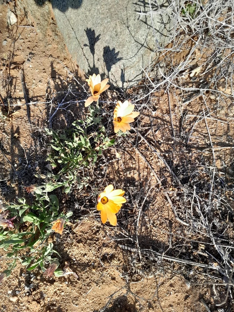 Dimorphotheca Aurantiaca