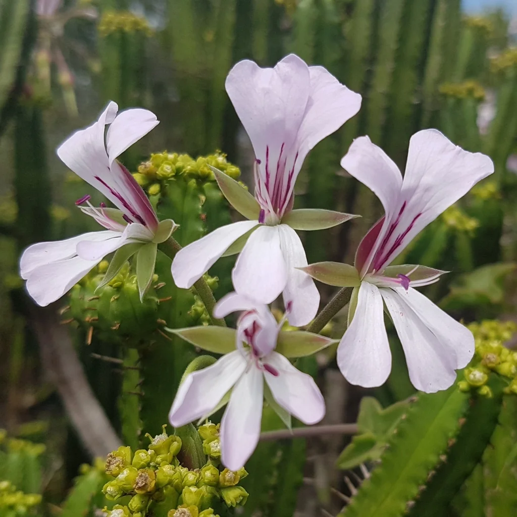 Pelargonium Peltatum