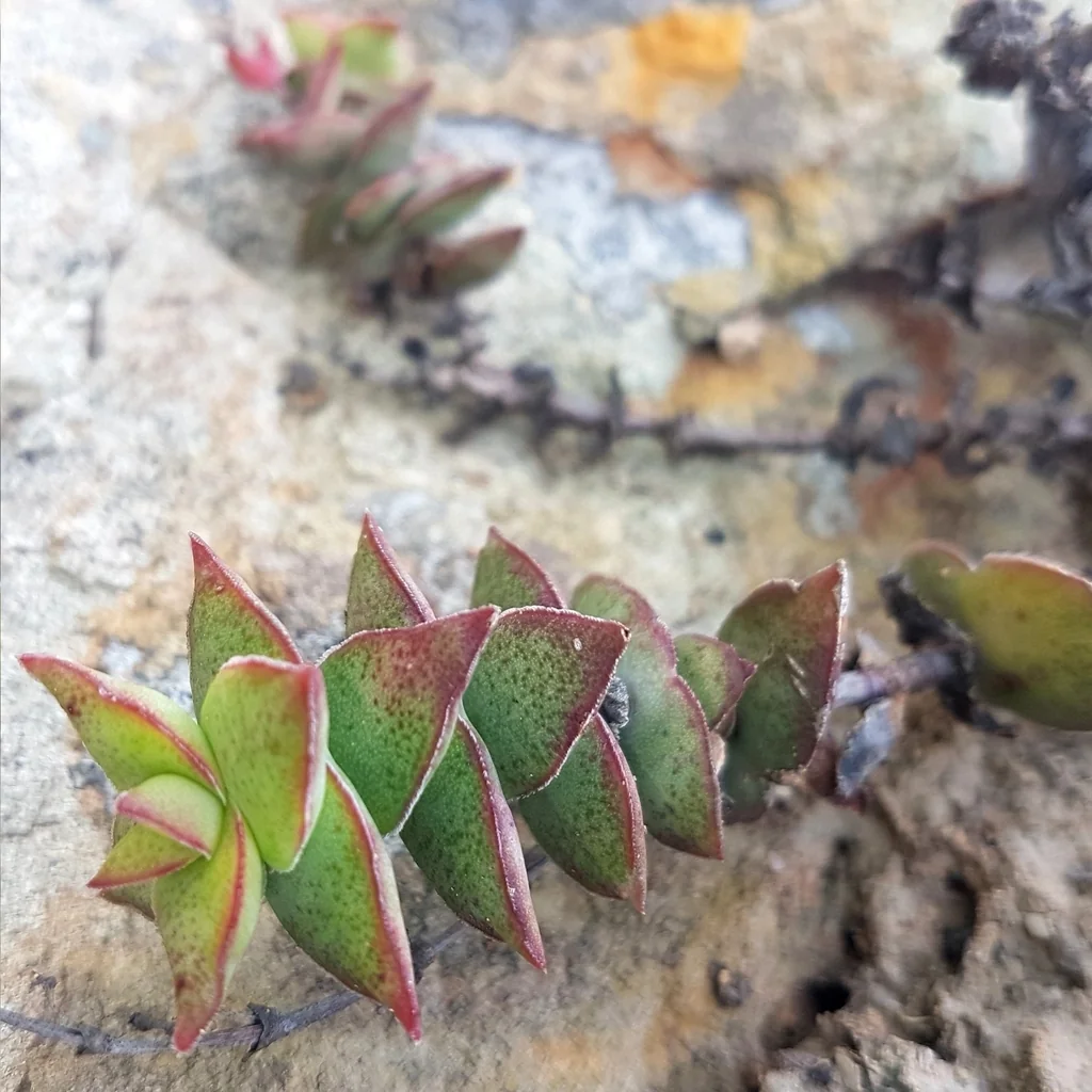 Crassula Perforata